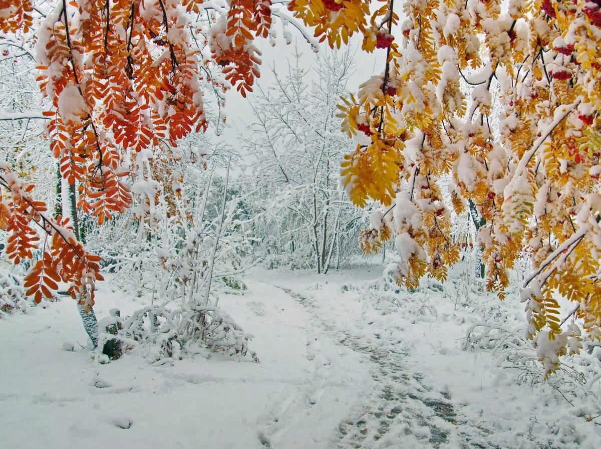 Снег осенью. Снежная осень. Поздняя осень. Осень первый снег.