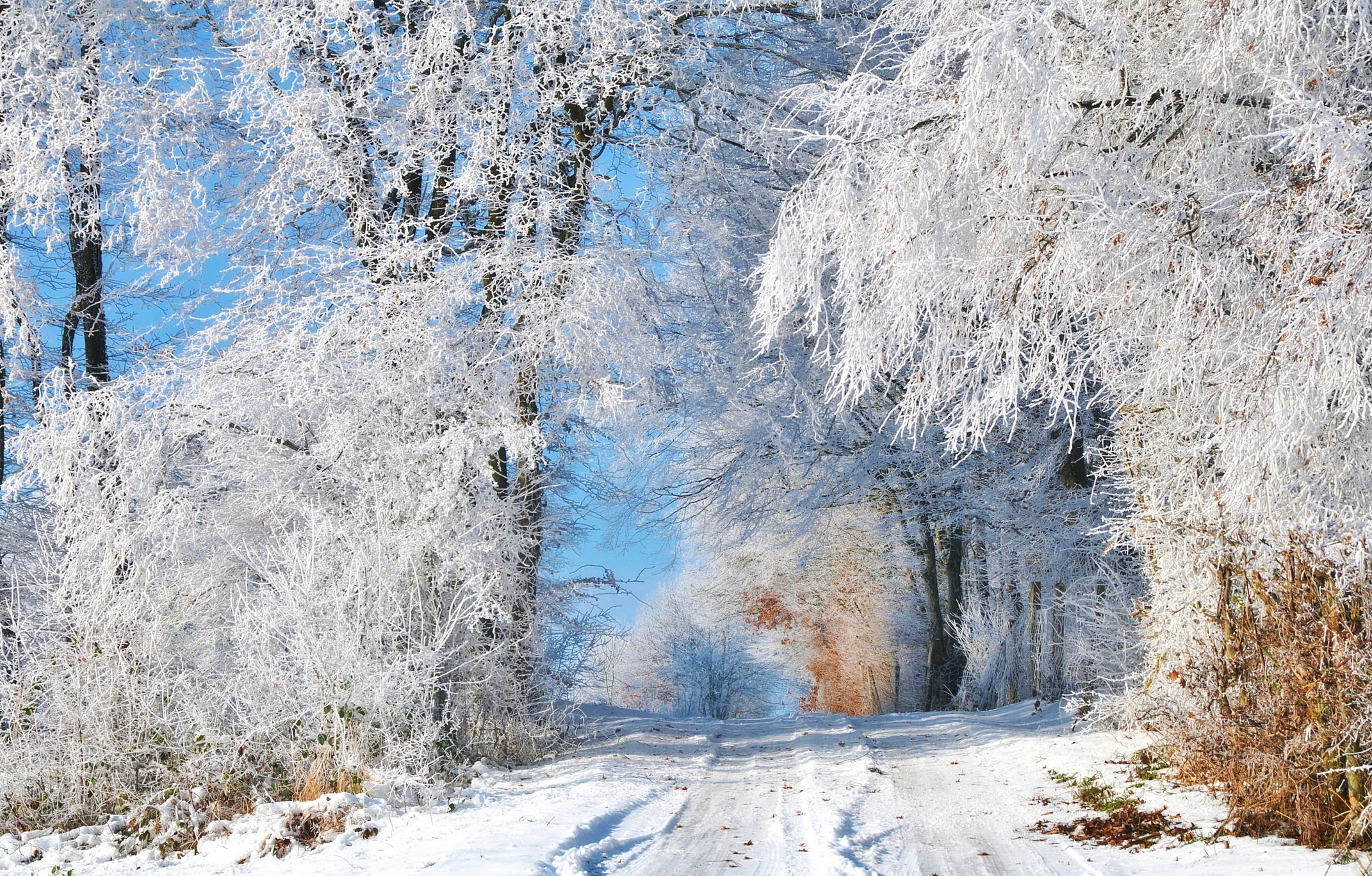 Фф лето в январе. Зимний пейзаж. Красивая зима. Зимняя природа. Деревья в снегу.