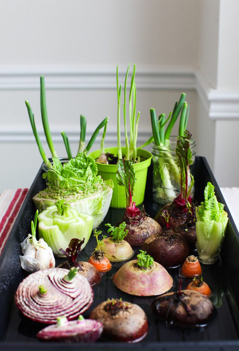 Овощи выращивание в домашних условиях. Огород на подоконнике. Огороди на подо. Овощи на подоконнике. На подоконнике овощи и зелень.