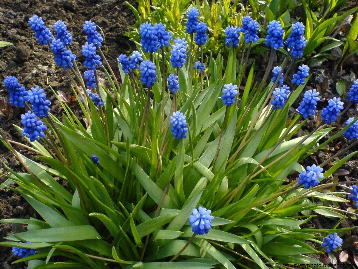 Синие весенние цветы названия. Мускари дарк айс. Луковичные цветы мускари. Мускари latifolium. Мышиный гиацинт мускари.