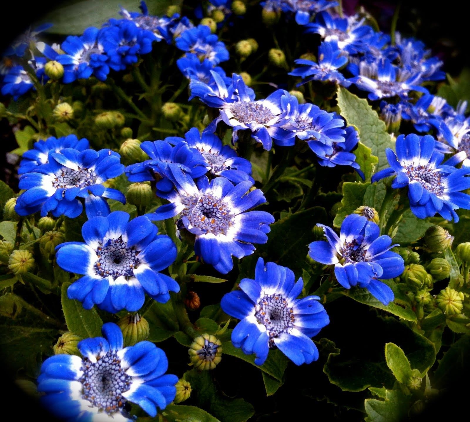 Синими цветами как пишется. Цинерария Сателлит. Синенькие цветочки однолетки. Однолетник синенькие цветочки. Анемона махровая Блу.