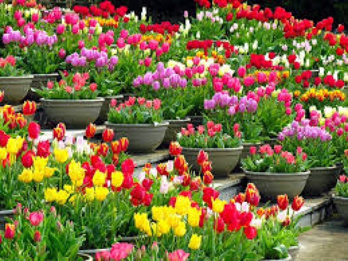 Будут ли цвести тюльпаны посаженные весной. Луковичные растения тюльпаны. Посадка луковичных Кокенхофф. Тюльпановая клумба. Букетная посадка тюльпанов.