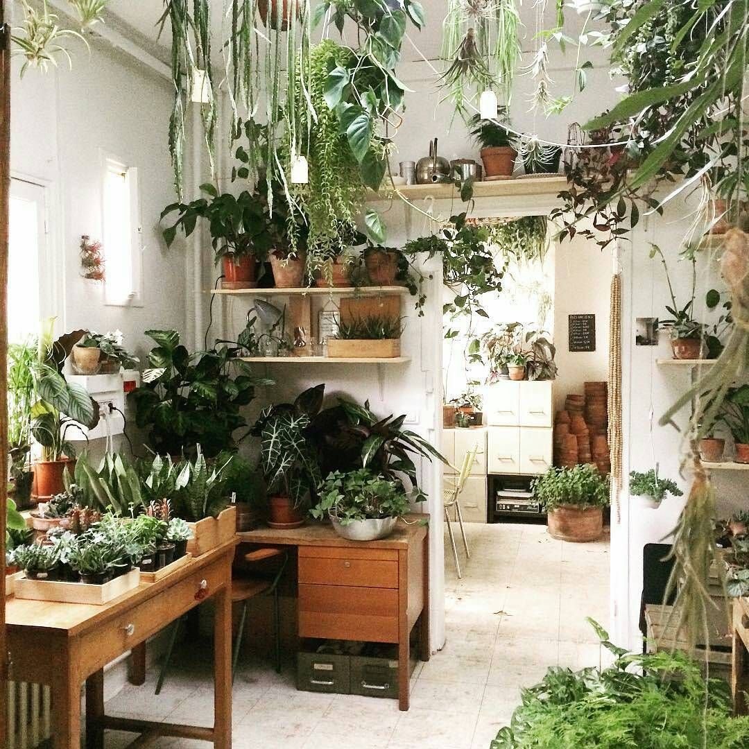 размещение комнатных растений в интерьере