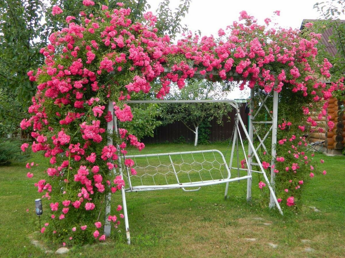 Плетистая роза в саду (66 фото)