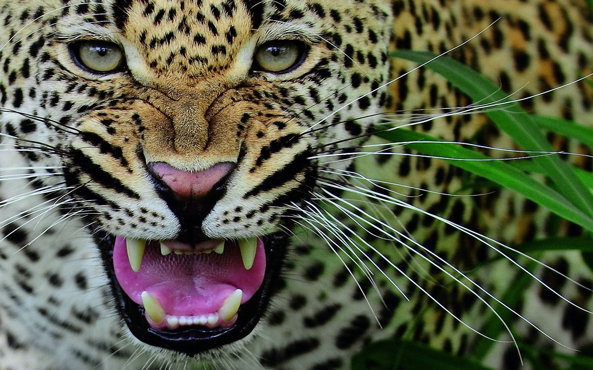 Predator animals. Ягуар и леопард. Оскал ягуара. Оскаленный леопард. Ягуар леопард оскал.