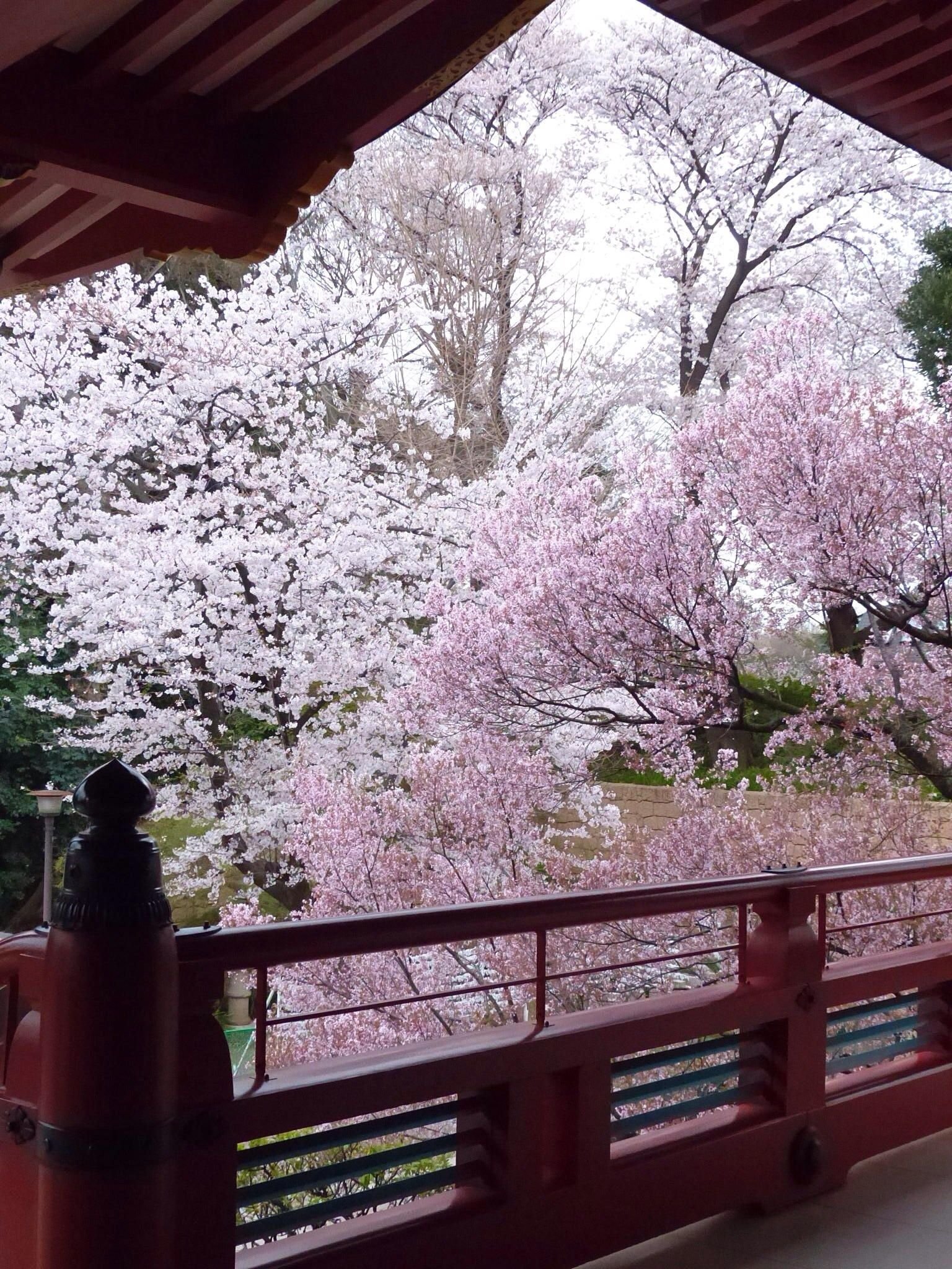 Сад цветущей сакуры в москве. Япония Сакура. Япония сады в Киото Сакура. Цветущие сады Судзиока Япония. Сакура блоссом.