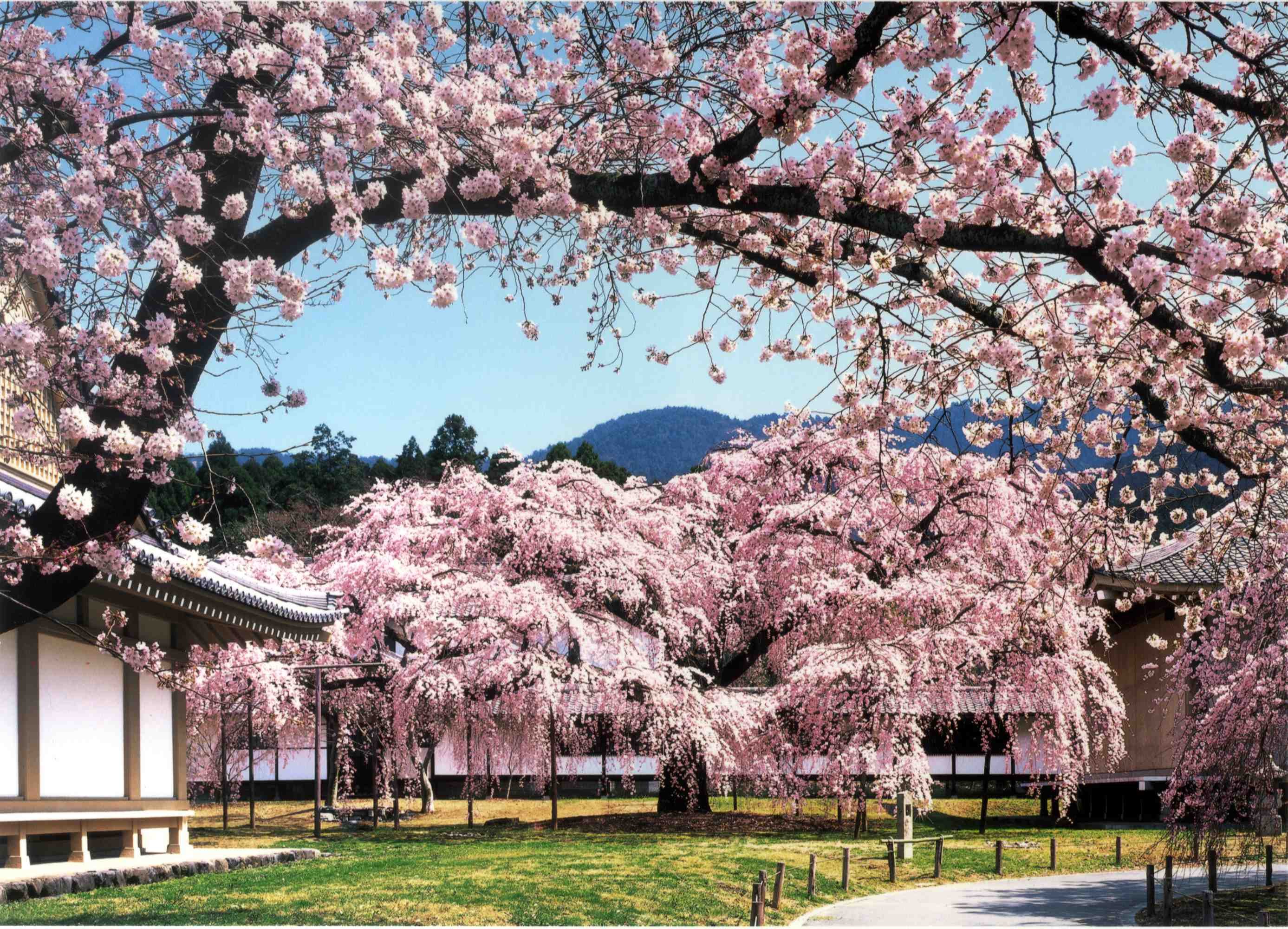 Цветет сакура в японии фото