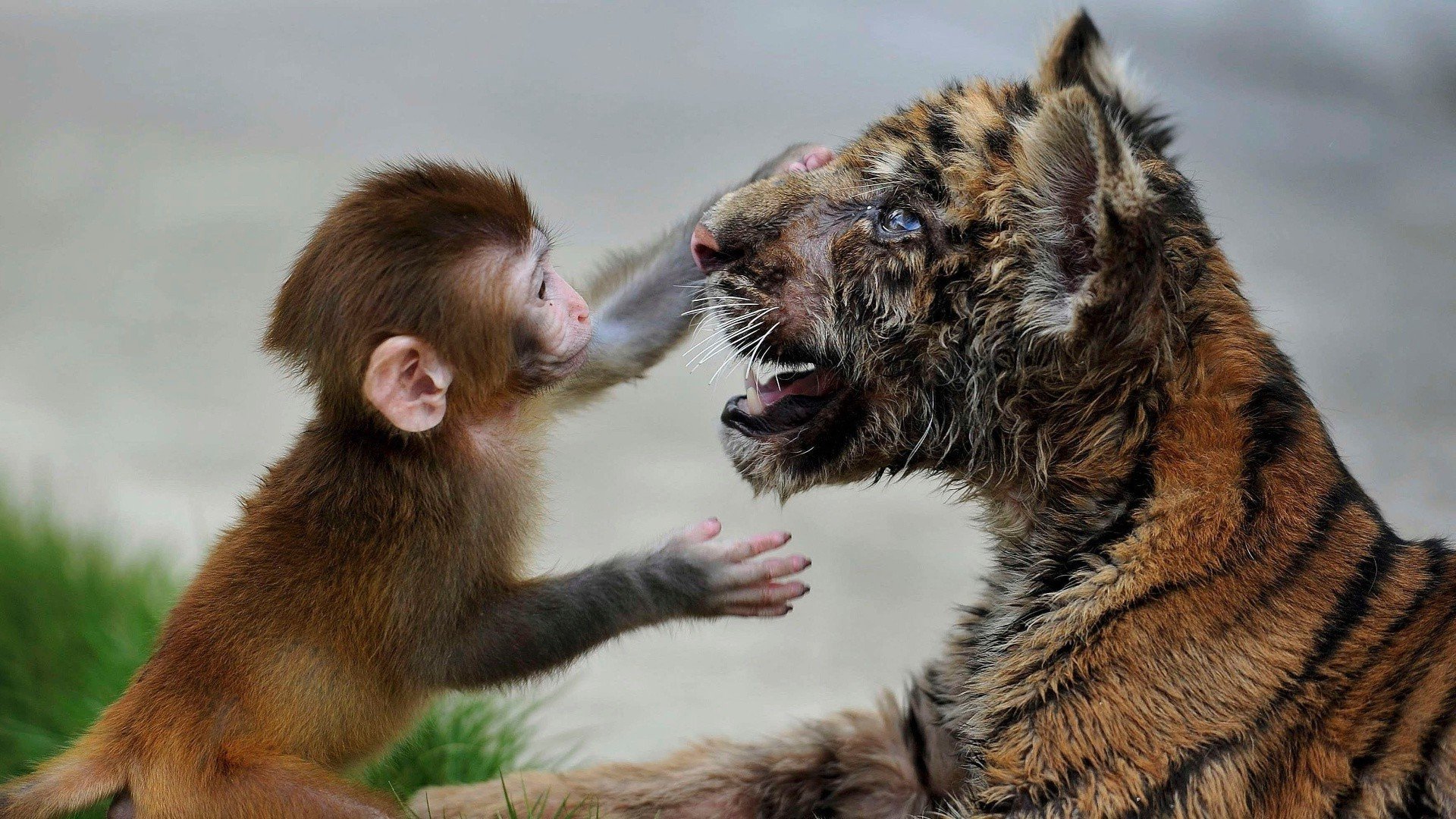 Ну всякие разные. Тигр и обезьяна. Необычная Дружба животных. Обезьяны с другими животными. Необычное поведение животных.