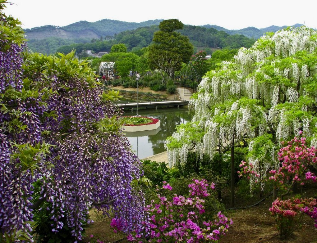 По над рекой сад цветет. Япония Глициния парк Асикага. Парк цветов Асикага в Японии. Глициния Кавати Фудзи. Парк Асикага цветение глицинии.