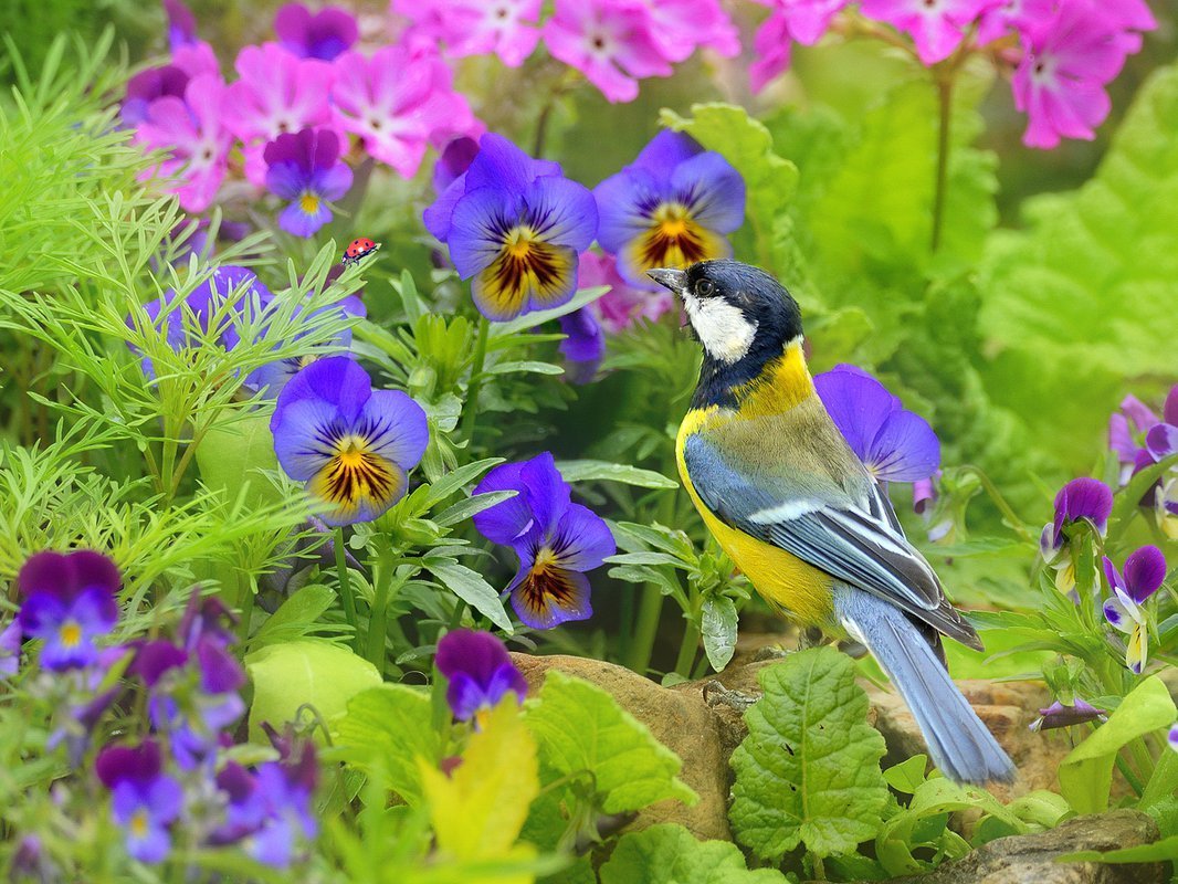 Красивый сад с птицами