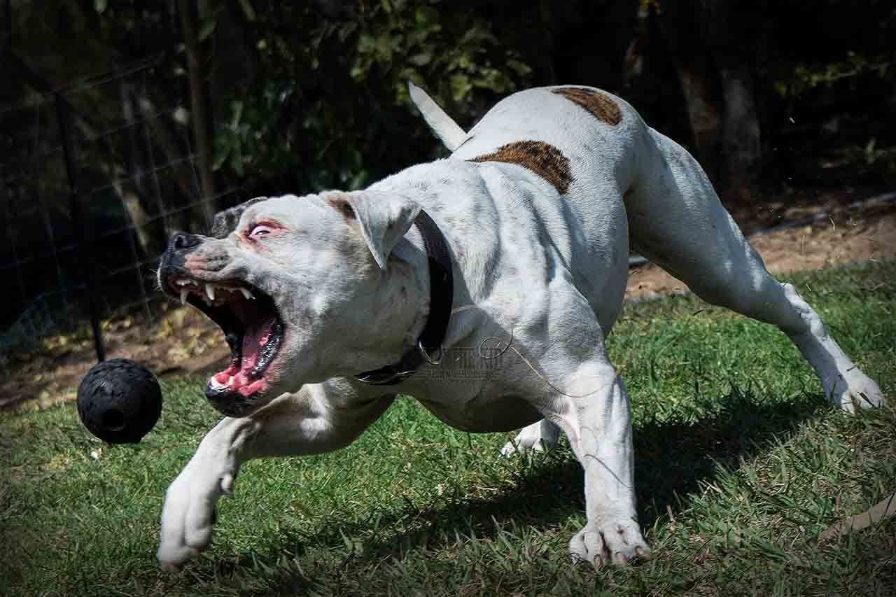 Самая опасная собака на земле порода и фото