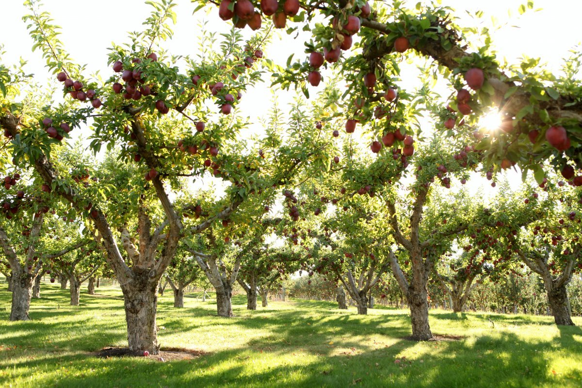 Знак фруктовые сады. Яблоня сады Молдавия. Яблоня сады Гагаузия. Плантация яблонь. Агроценоз яблоневого сада.