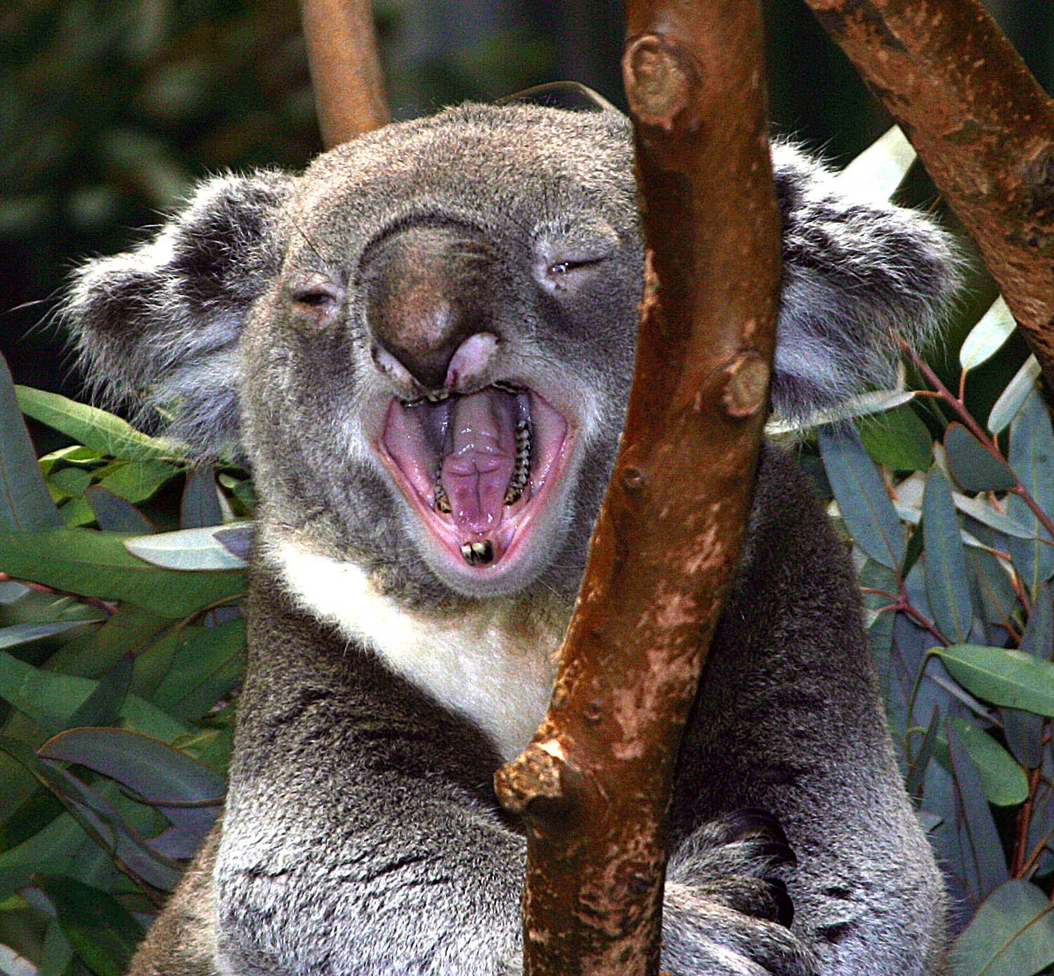 Удивленный коала