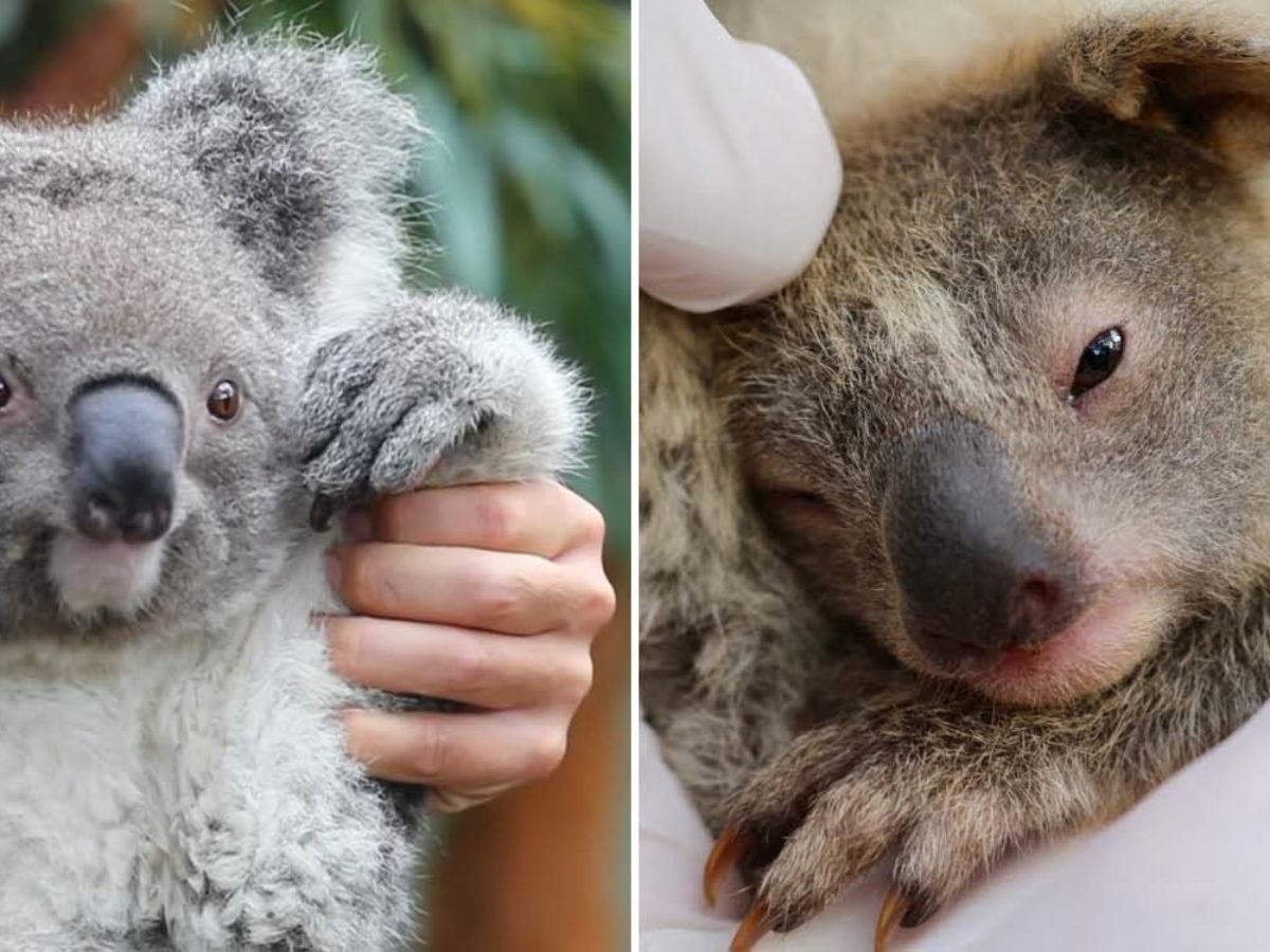 Хвост коалы. Новорожденная коала. Злая коала. Коала с детенышем. Коала хвост.
