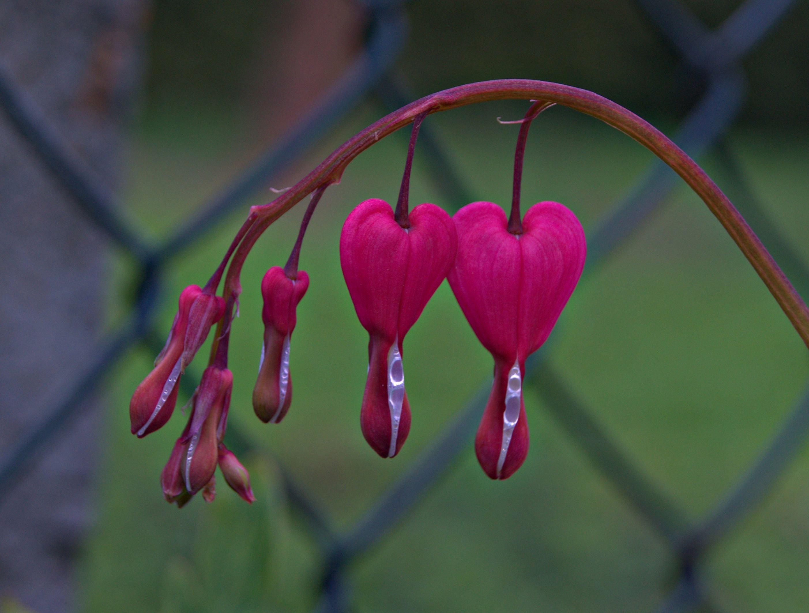 Фото цветка разбитое сердце красное