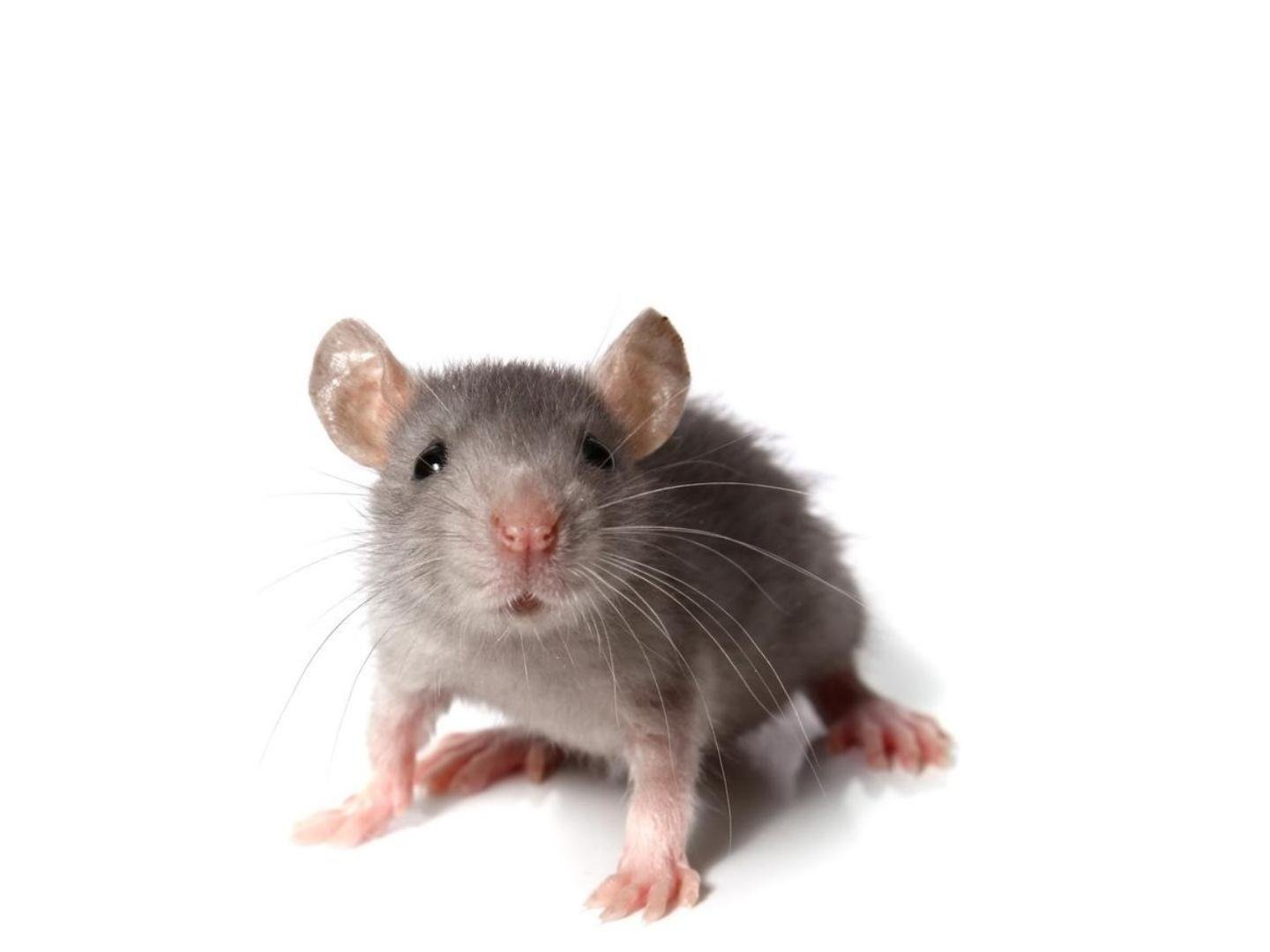 Звуки крыс и мышей слушать. Мышь. Грызуны на белом фоне. Крыса. Мышка на белом фоне.