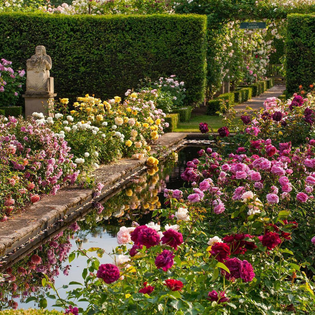 Видео сада с цветами. Сад Дэвида Остина в Шропшире.
