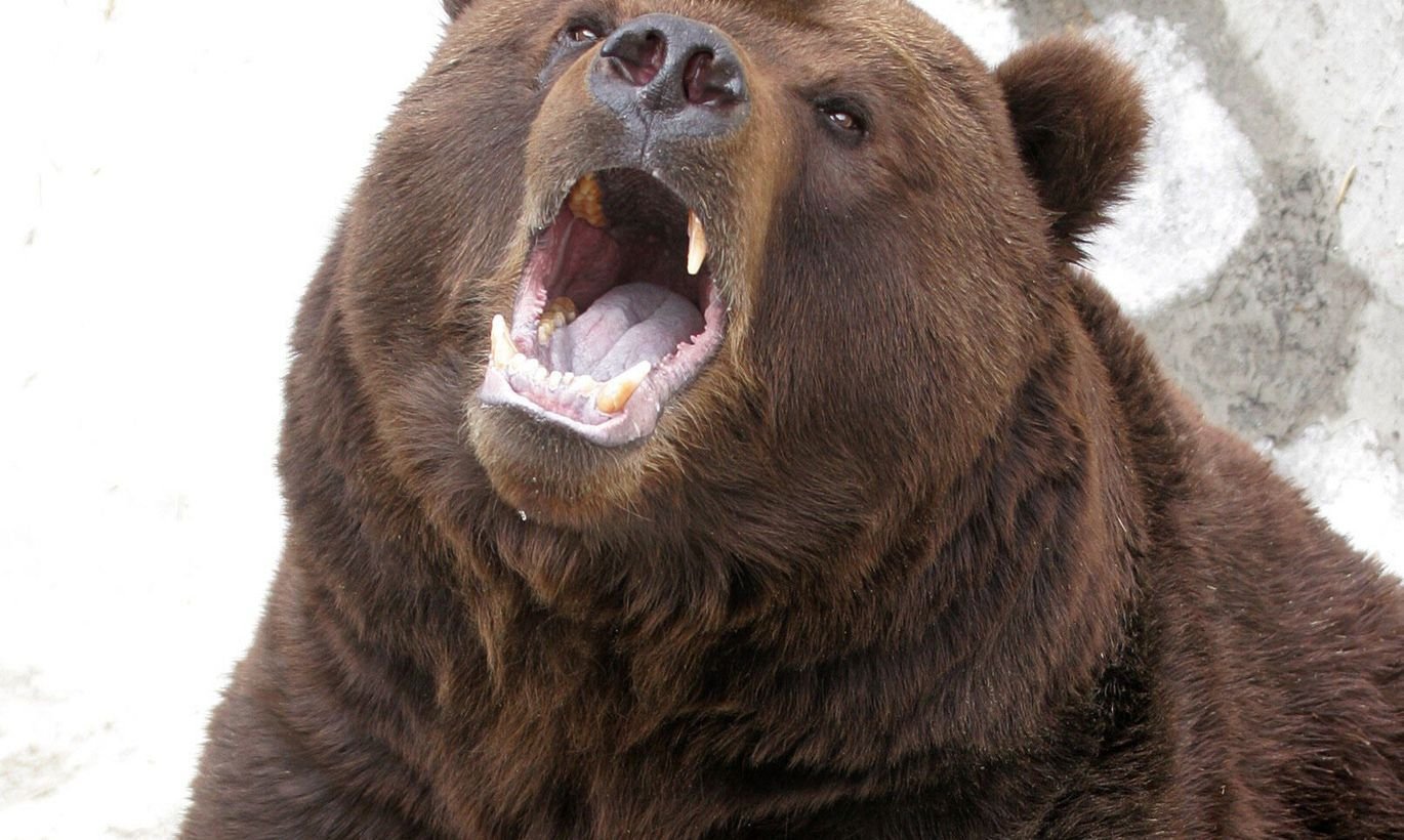 Бурый медведь голова. Грозный бурый медведь. Грозный медведь Гризли. Медведь Гризли злой. Морда медведя.