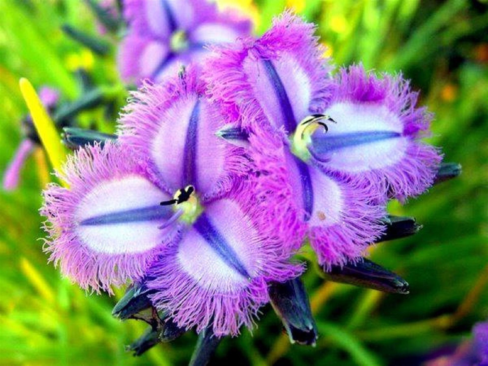 Удивительные красивые растения. Thysanotus multiflorus. Экзот лиловый. Растения экзоты. Необычные цветы.