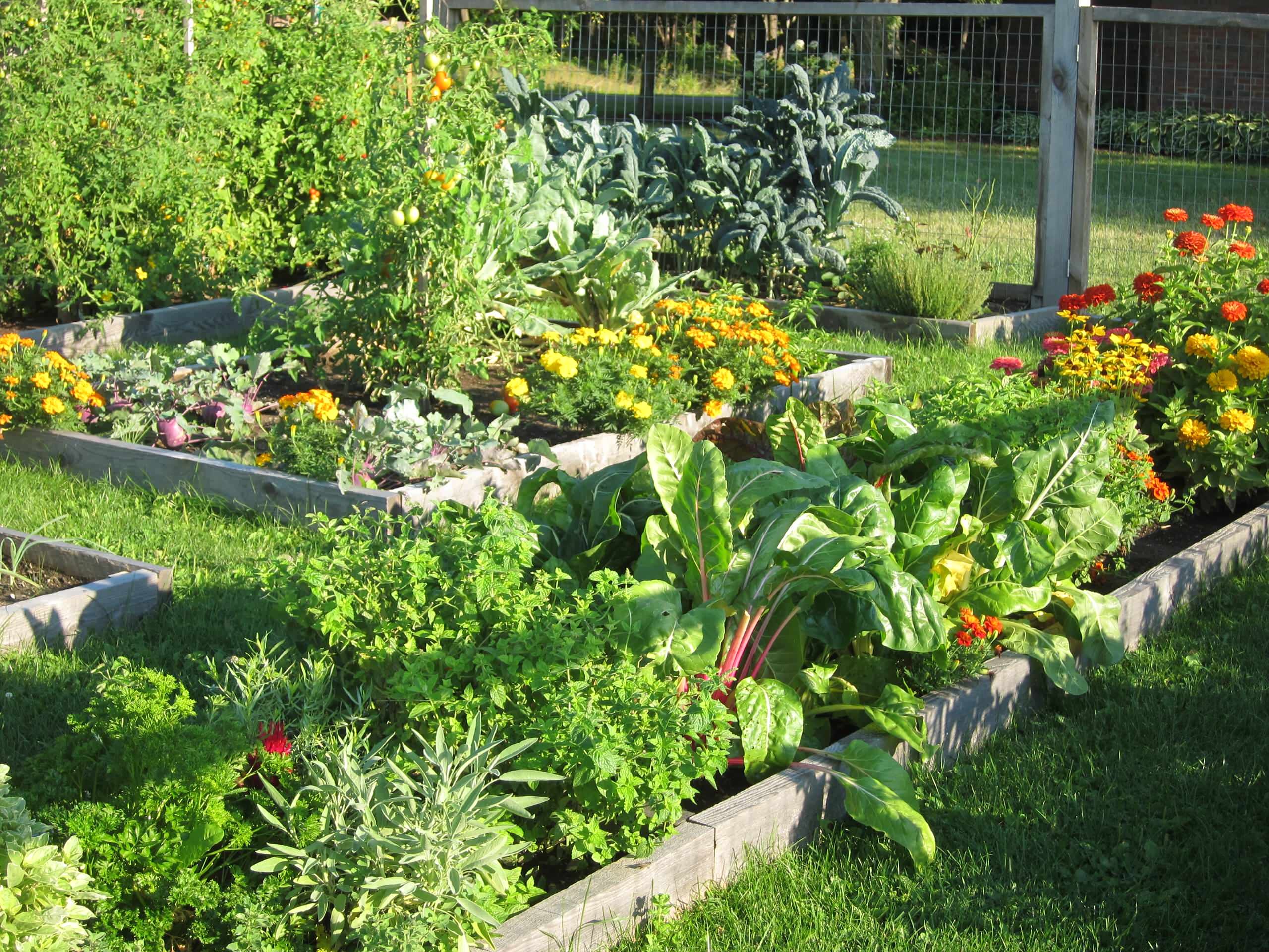 Сад хорошие соседи. Грядки в огороде. Комбинированные грядки. Красивые овощные грядки. Цветочные грядки на даче.