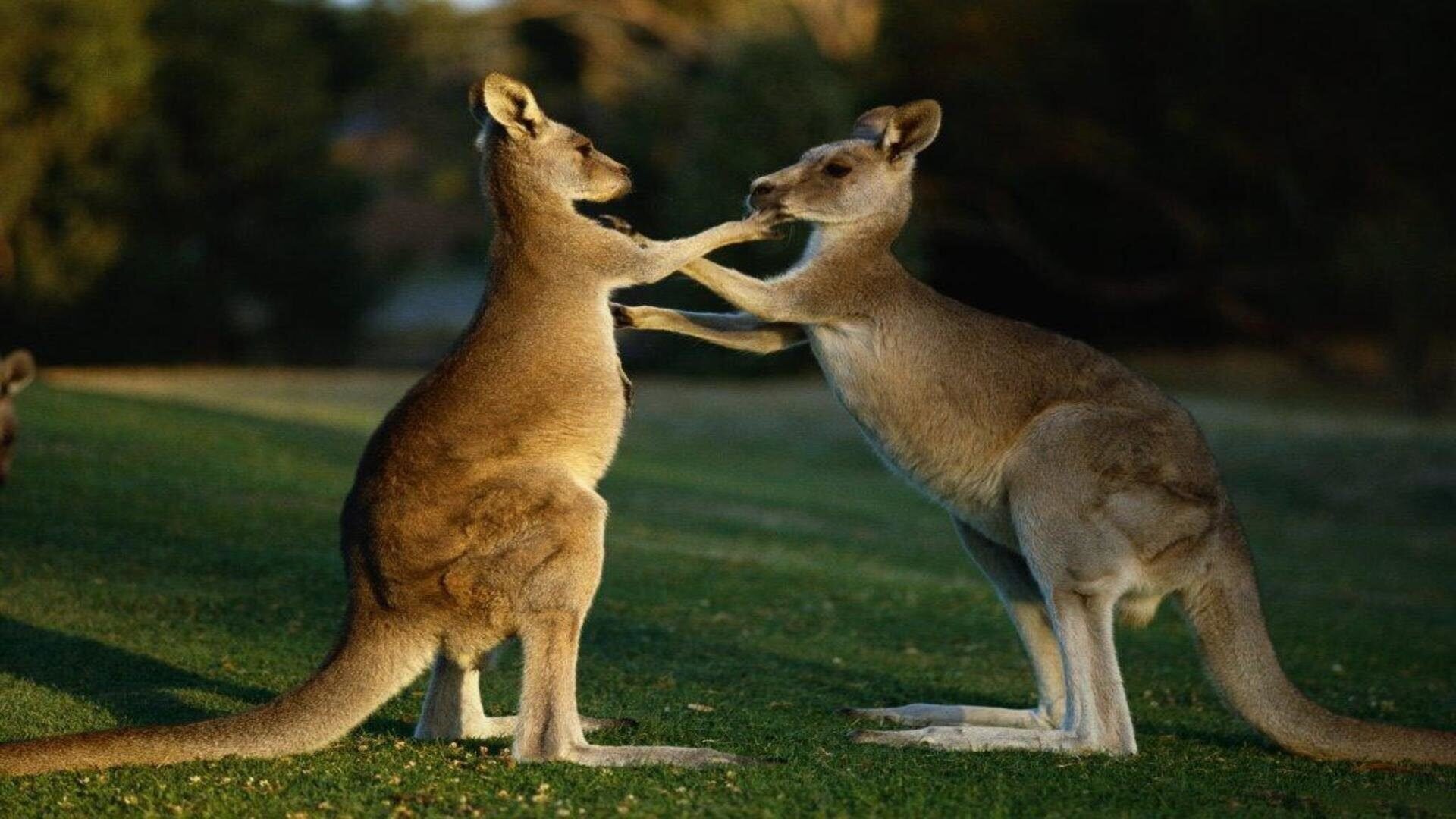 Эти замечательные животные. Сумчатые кенгуру. Кенгуру валлаби. Фауна Австралии кенгуру. Сумчатые кенгуру в Австралии.
