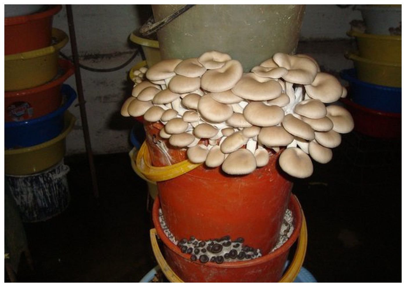 Грибы условия роста. Вешенки грибы выращивание. Грибы вешенки растут. Вешенки грибы домашние. Посев мицелия вешенки.