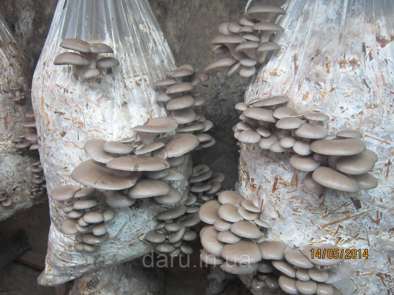 Растим грибы вешенка