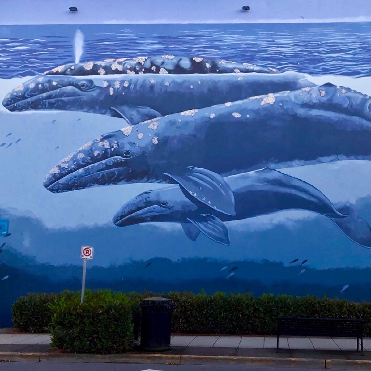 Самое крупное современное животное синий кит. Кит Кашалот. Гигантский кит. Синий кит. Самые большие киты.