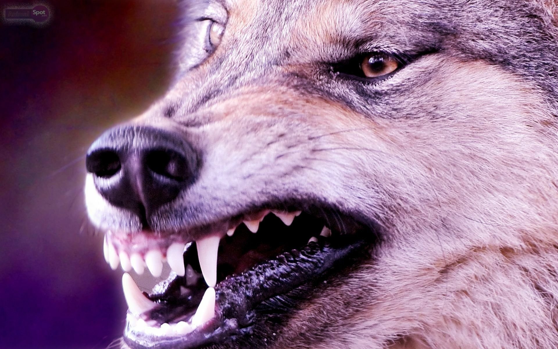 Волк на телефон оскал. Волчий оскал оскал. Оскаленный волк. Оскал волка. Злой волк.