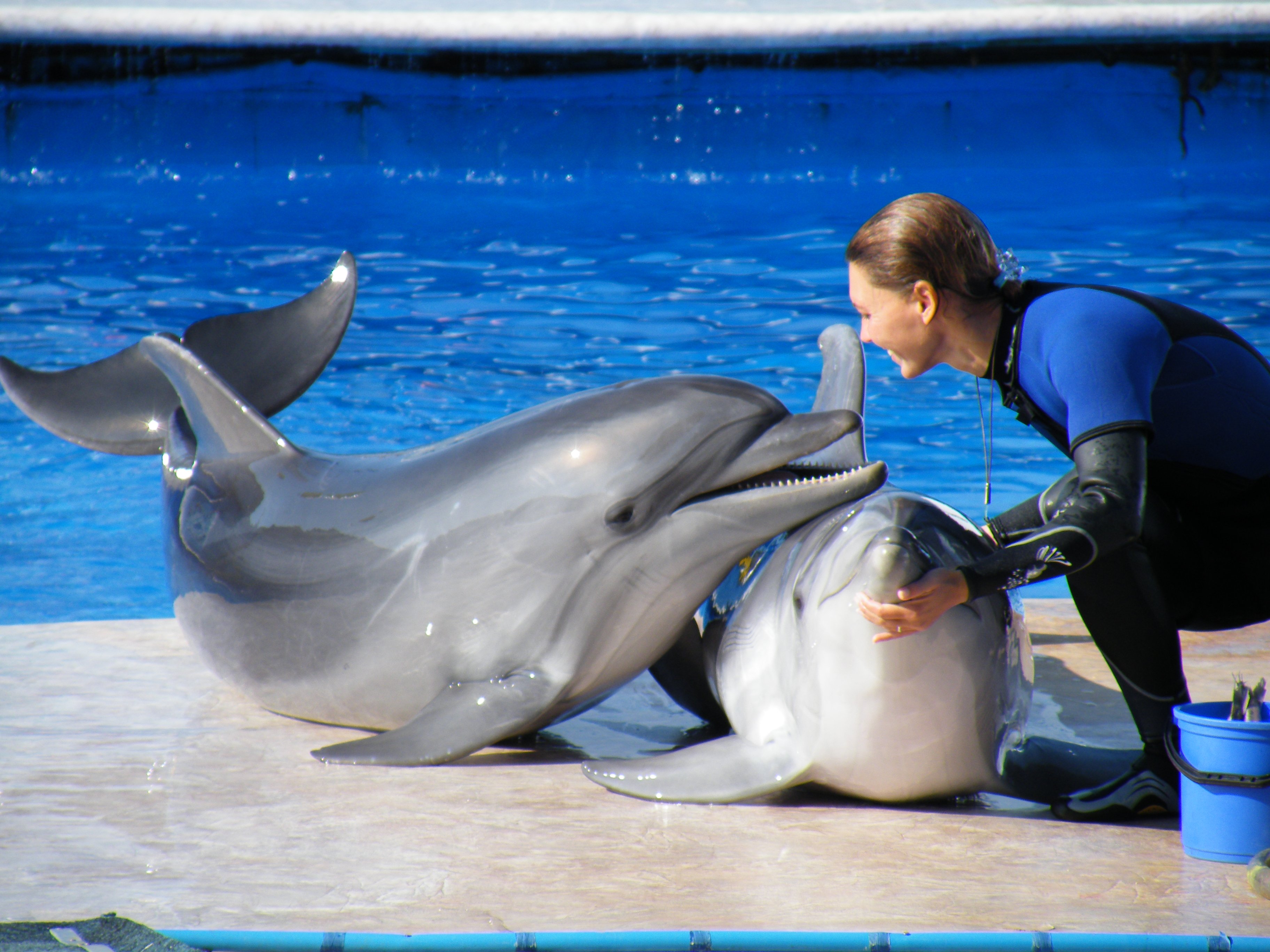Люди дельфины песня. Дельфинарий Ялта Акватория. «Акватория» — театр морских животных и дельфинарий в Ялте. Ялта дельфинарий Белуха. Дельфинарий Ялта, Ялта.