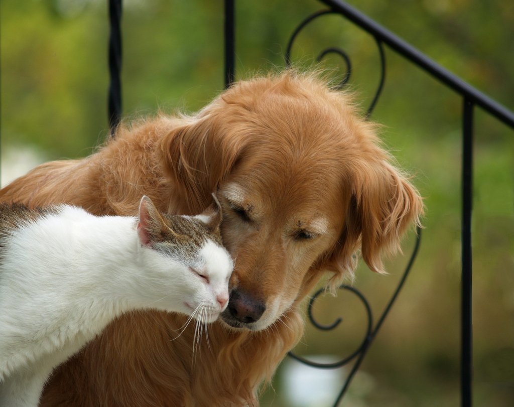 Говорящие коты и собаки. Кошки и собаки. Красивые домашние животные. Собака с кошкой дружат. Дружба кошки и собаки.