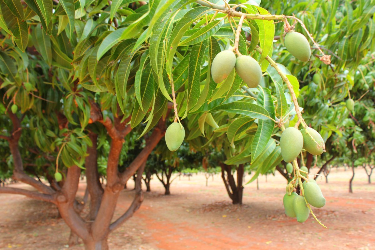 Host mango. Дерево манго манговое дерево. Манговое дерево с манго. Вьетнам деревья манго. Манго индийское растение.