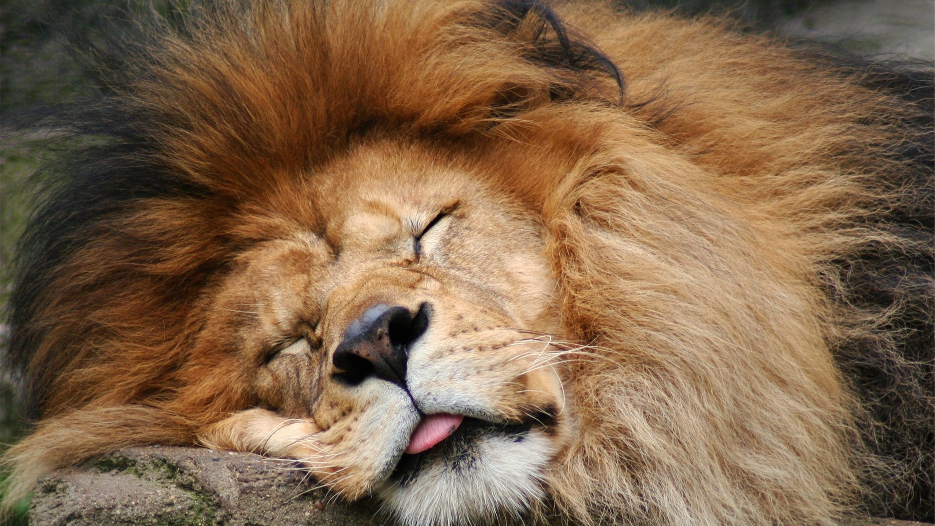 Лева 2 часа. Лев спящий. Спокойный Лев. Спящие животные.