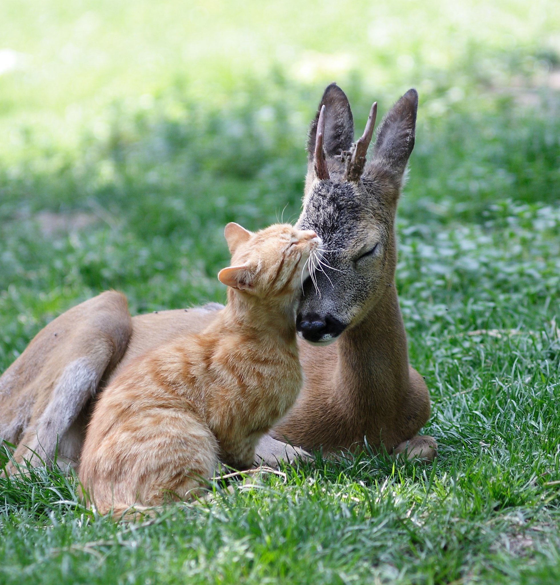Необычные прикольные картинки. Дружба животных. Необычная Дружба между животными. Животные фото. Позитив и трогает.