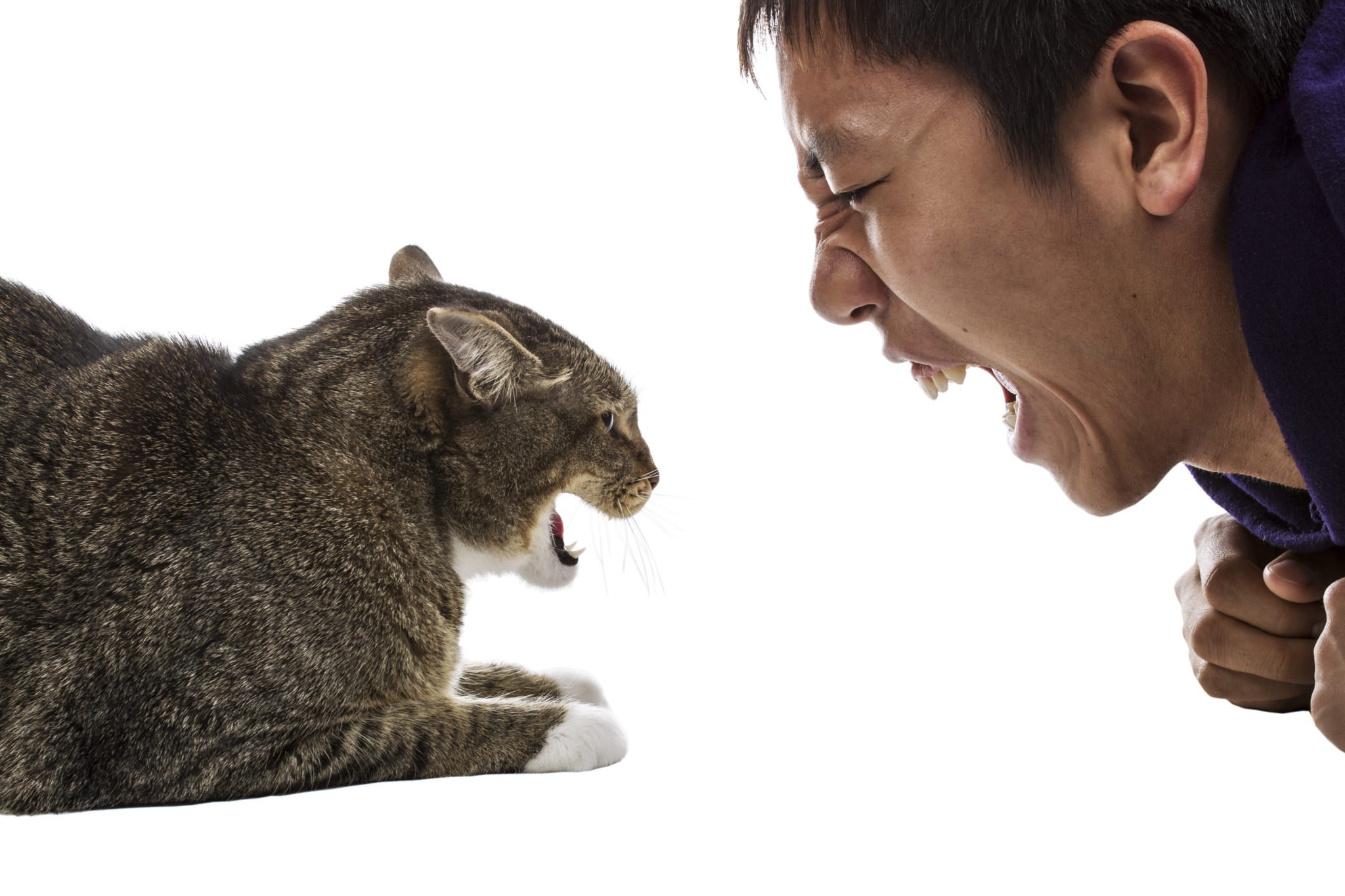 Сильный запах кошки. Агрессия кота. Агрессия животных и людей. Агрессивное животное.