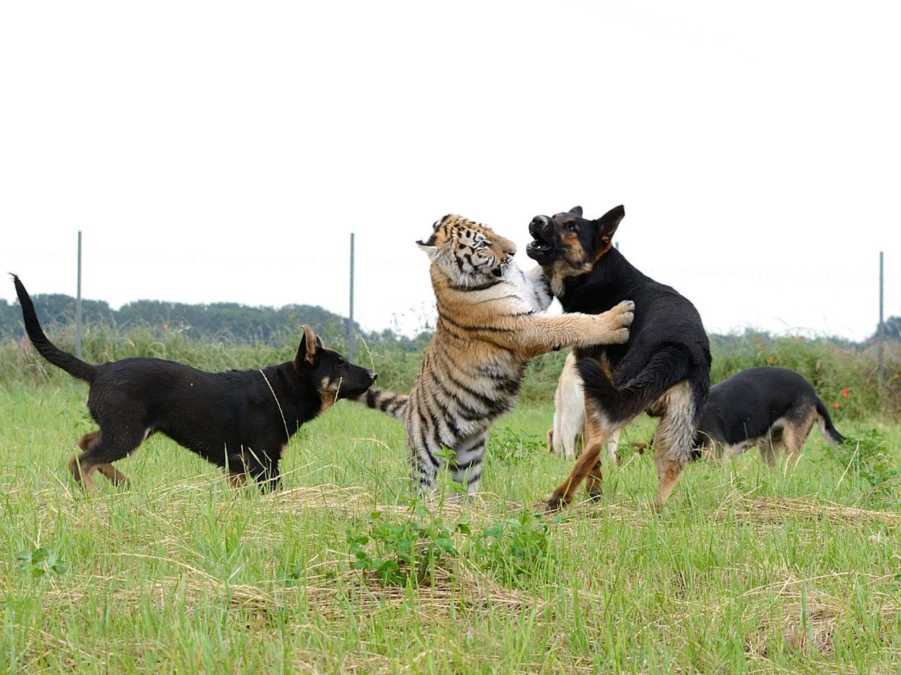Спаривание больших. Собака тигр. Дружба тигра и собаки. Овчарка и тигр. Межвидовая агрессия.