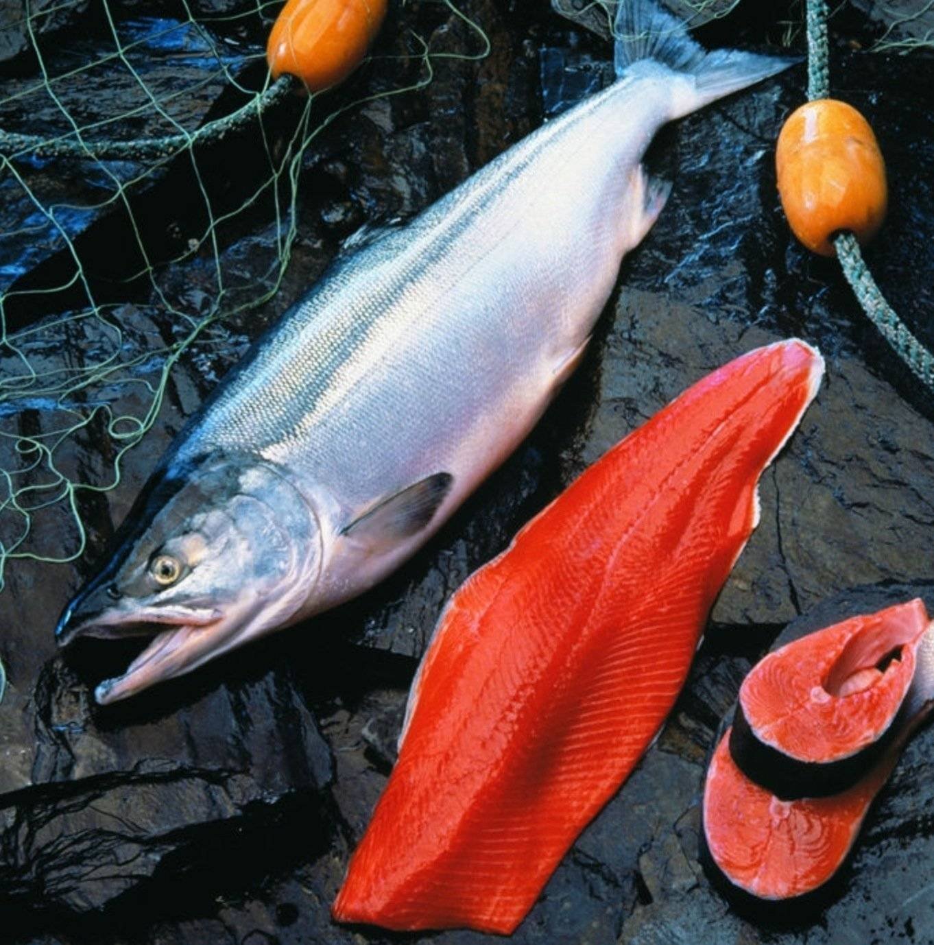 Красная рыба в реке. Чавыча Oncorhynchus tshawytscha. Королевский лосось чавыча. Чавыча дикий лосось. Лосось кижуч.