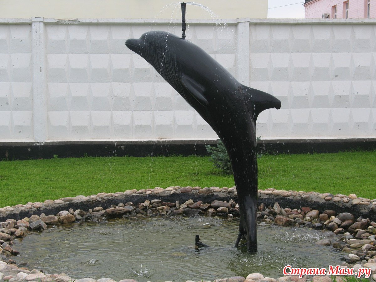 Дельфин черкесск