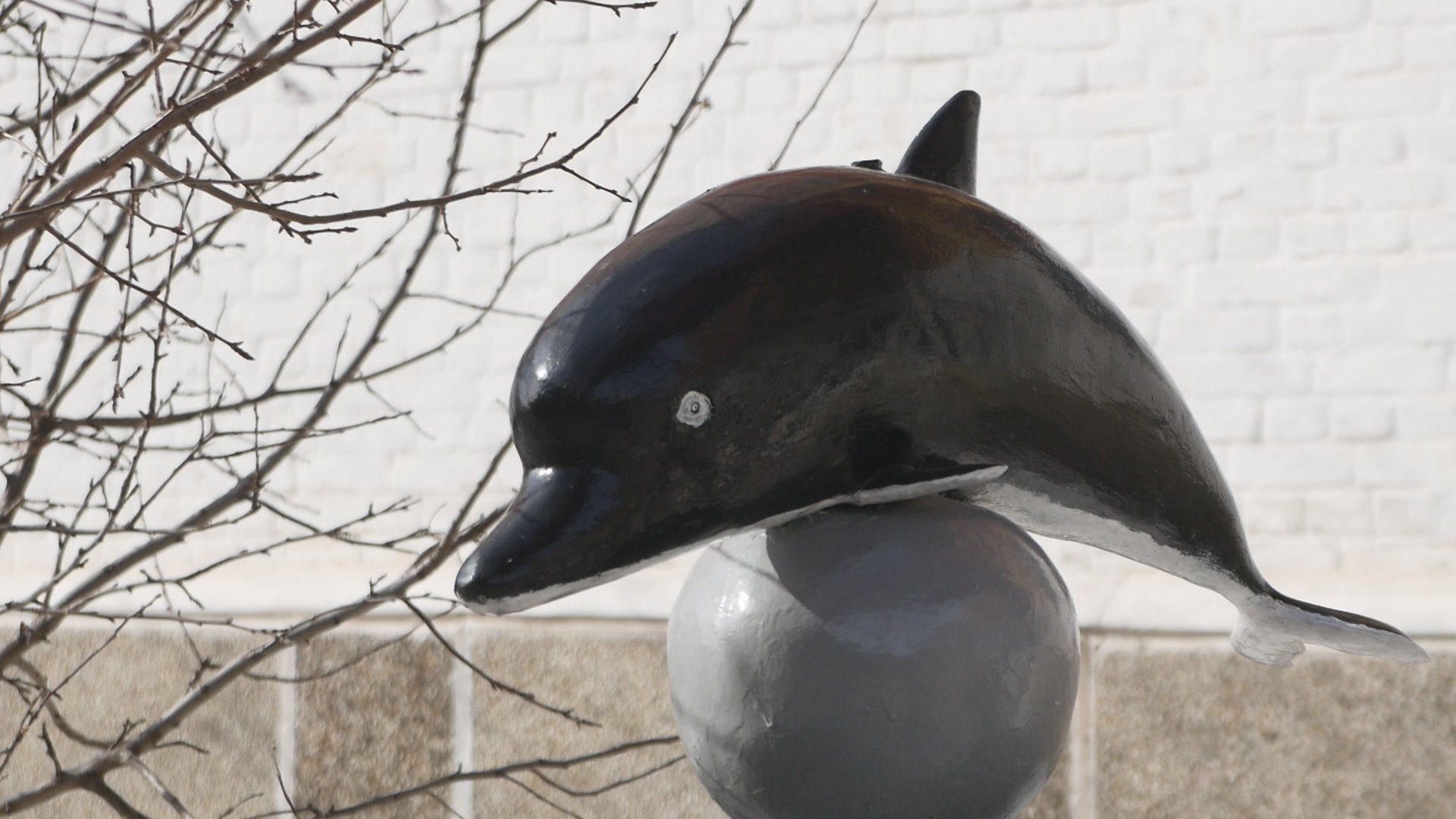 Черный дельфин фото сверху