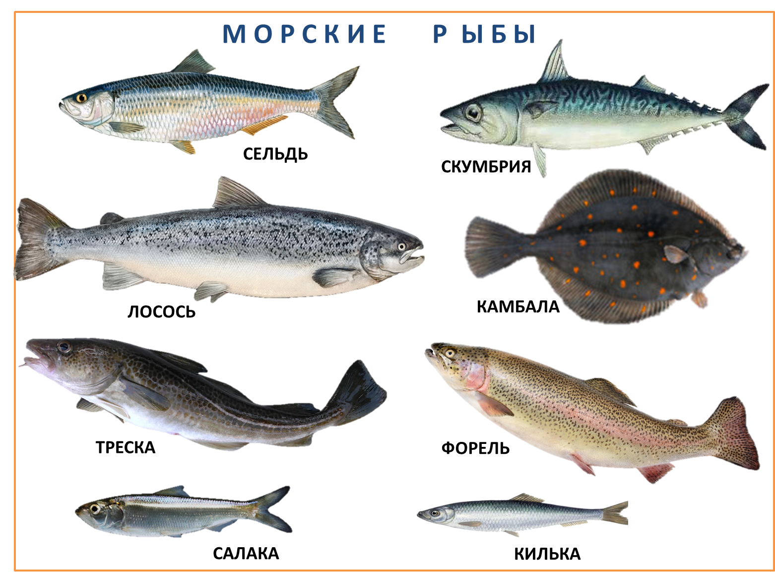 Название пород рыб. Промысловые рыбы Баренцева моря. Промысловые рыбы Балтийского моря. Сорта красной рыбы. Пресноводные рыбы.