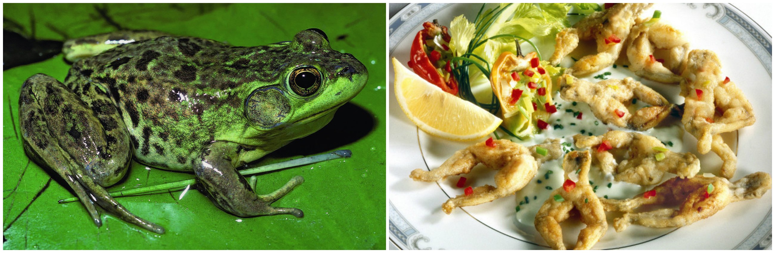 Какой вид лягушек едят. Лягушачьи лапки во Франции. Французские лягушки для еды. Приготовленная лягушка.