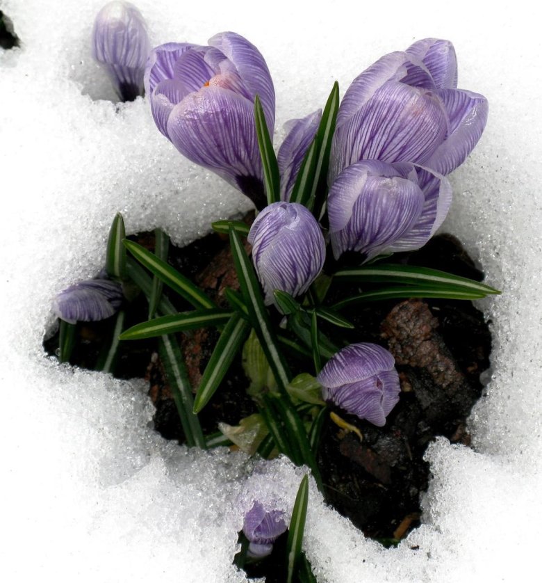 Цветы из под снега. Крокусы в снегу. Весенние открытки. Картинки про первый день весны