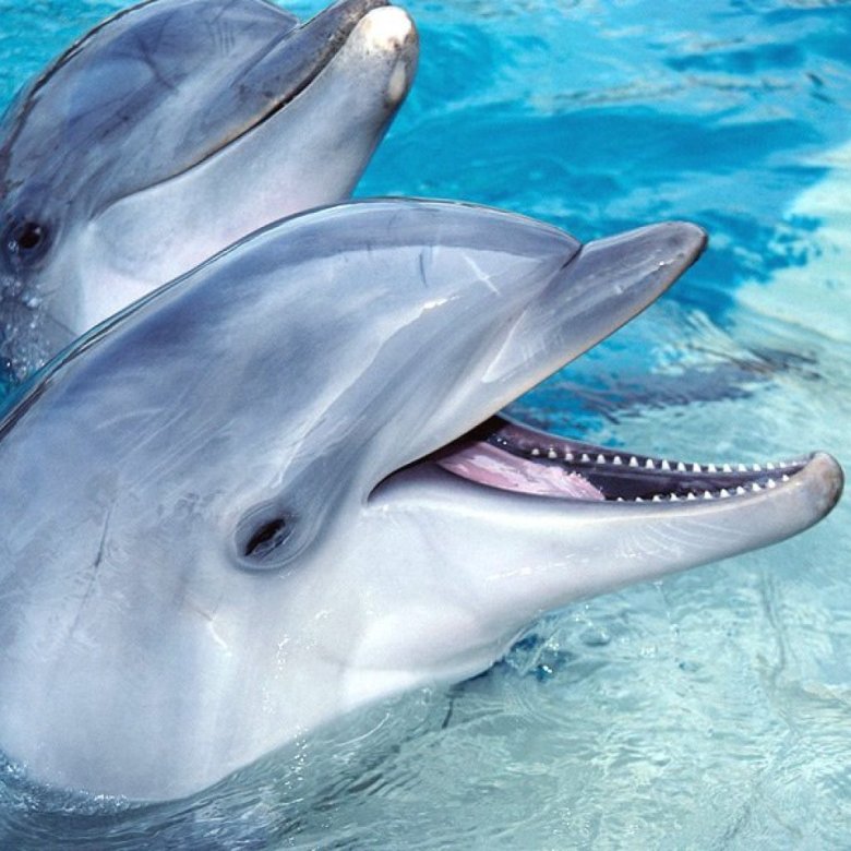 Дельфины с удовольствием разучивают и выполняют разные. Дельфин-Афалина. Дельфины афалины. Зубы Черноморской афалины. Дельфин в море.