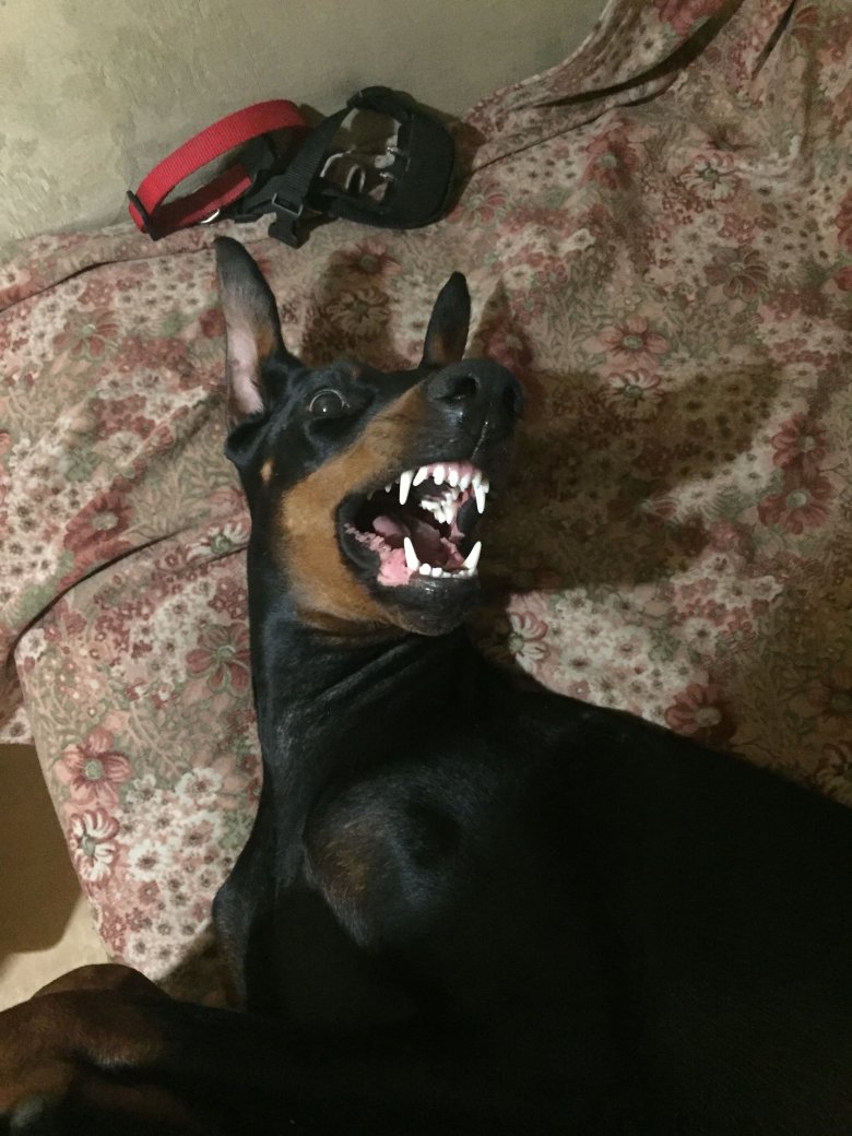 Страшная злая собака (64 фото)