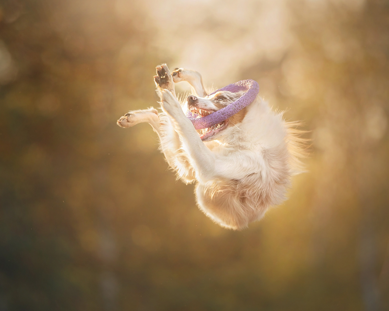 Животные в прыжке. Позитивные животные. Позитивные картинки. Счастливая собака в прыжке.