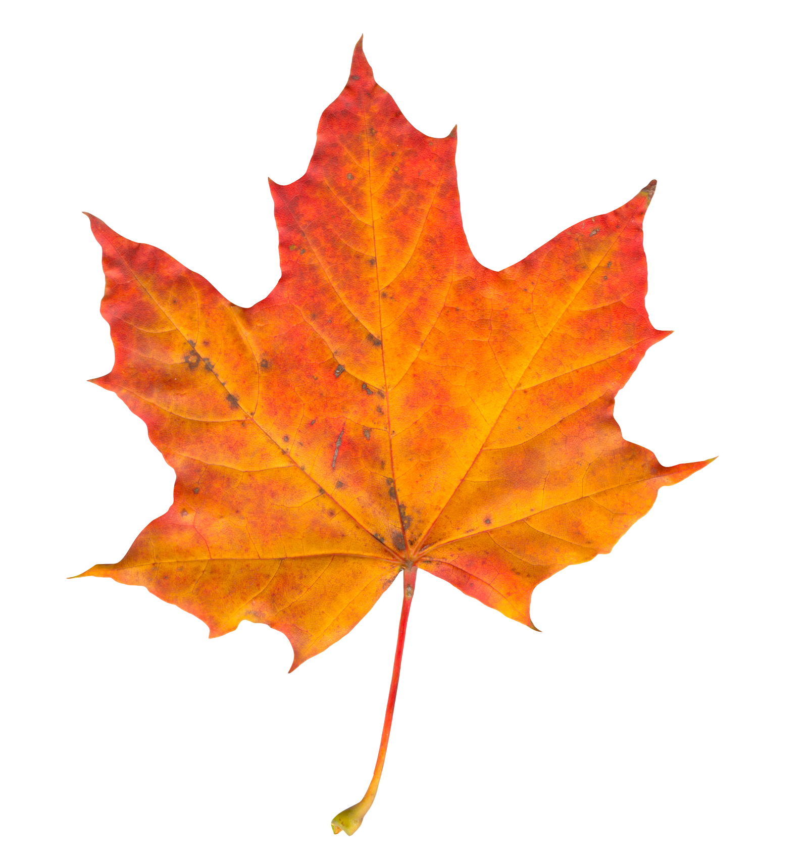 Сток лист. Кленовый лист. Осенний кленовый лист. Maple кленовый лист. Осенний кленовый листок.