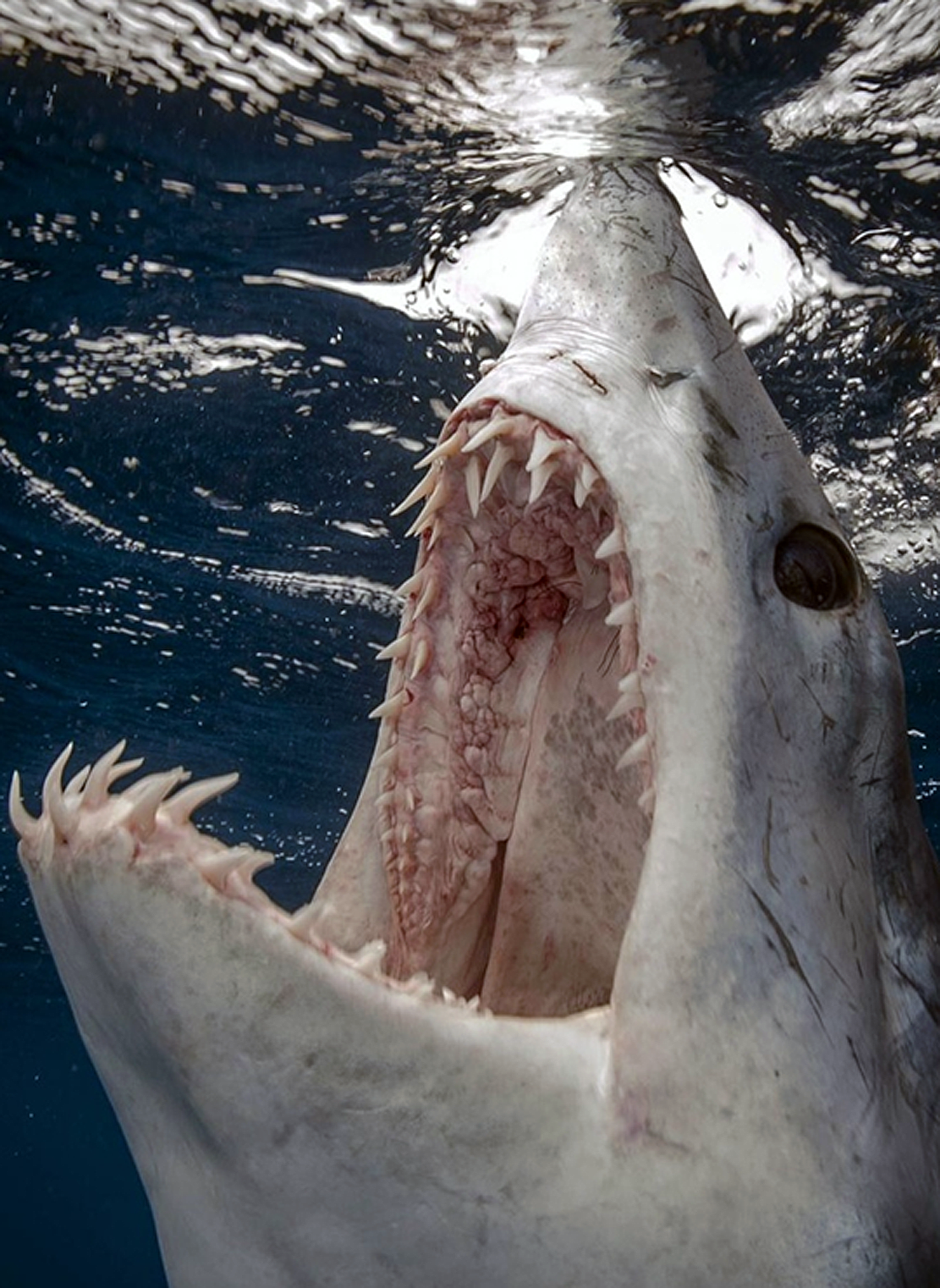 Страшная акула в мире. Большая белая акула.