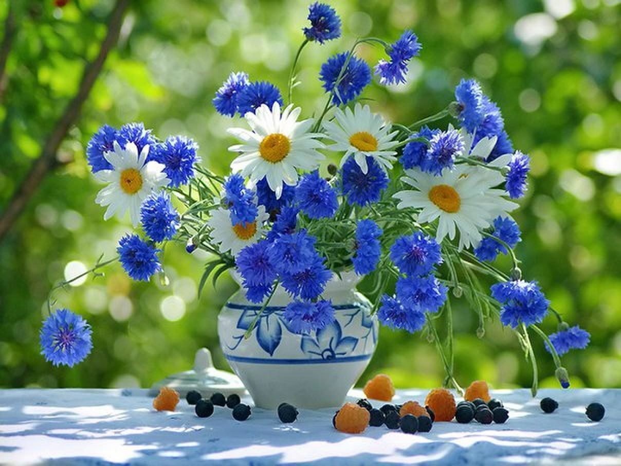 Пожелание доброе летнее утро. Полевые цветы. Ромашки и васильки. Летние цветы. Букет полевых цветов.