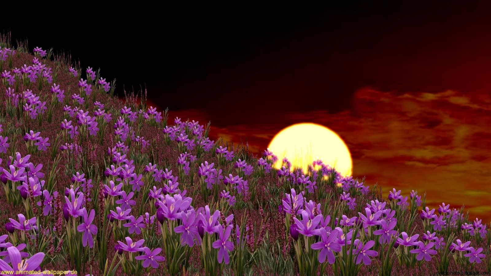 Добрый вечер мартовский природа. Полевые цветы ночью. Весенние цветы ночью. Ночной цветок. Полевые цветы вечером.