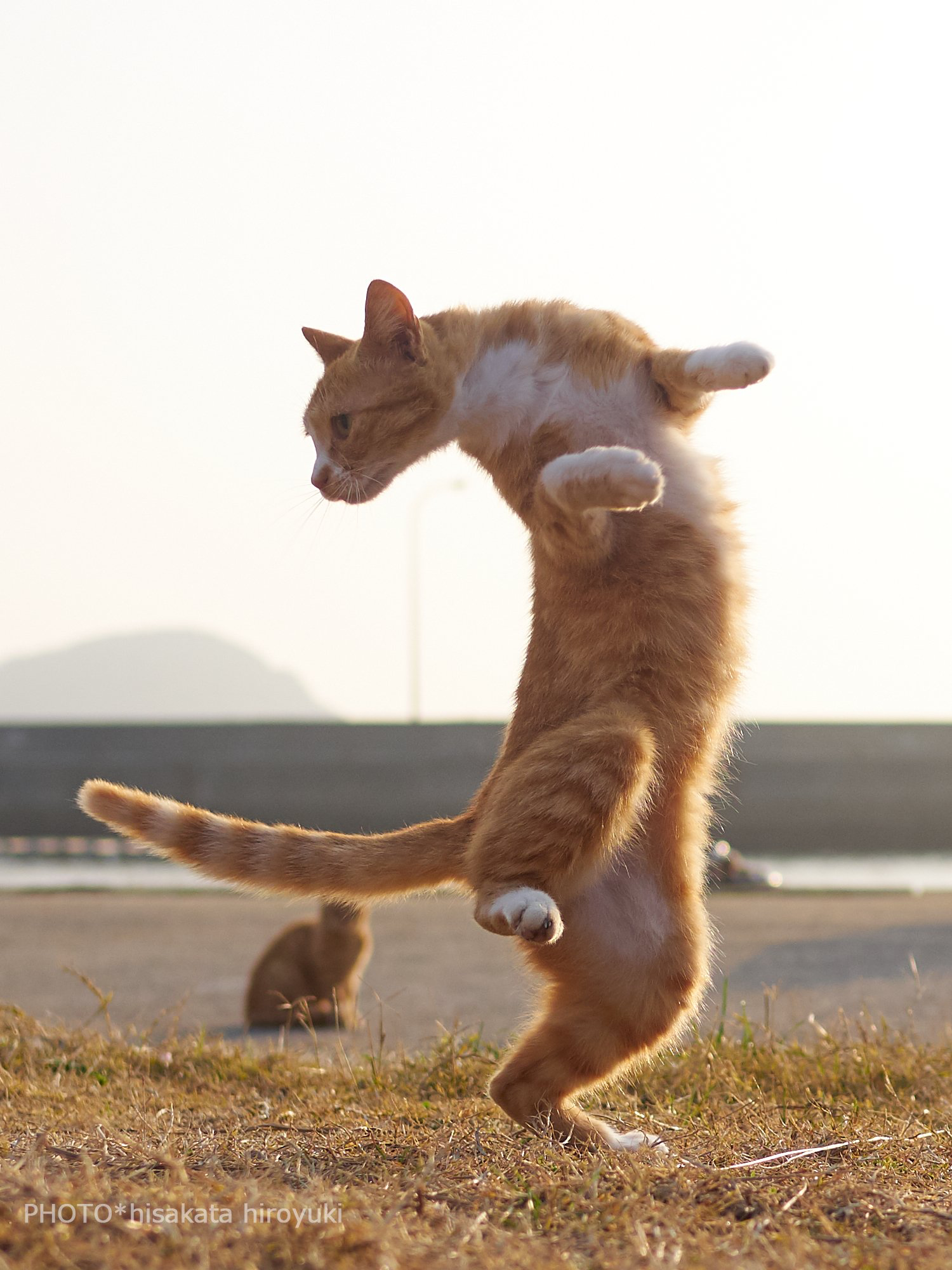 Где котики танцуют. Танцующий кот. Кот танцует. Веселый котик. Танцующие кошки.